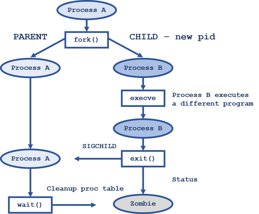 What Are POSIX Processes and Virtual Memory?